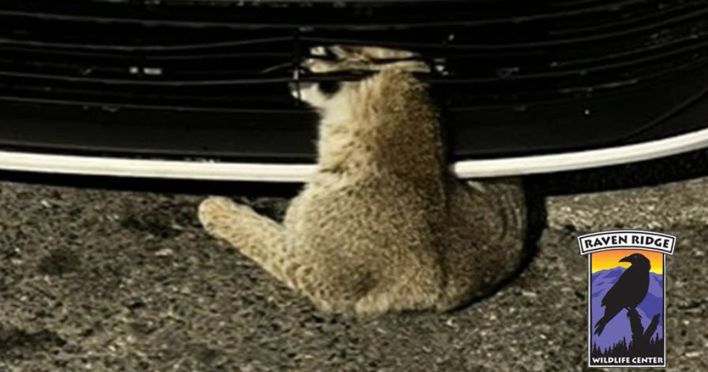 Bobcat that broke both legs after getting hit by car released back into the wild: "Deeply emotional"