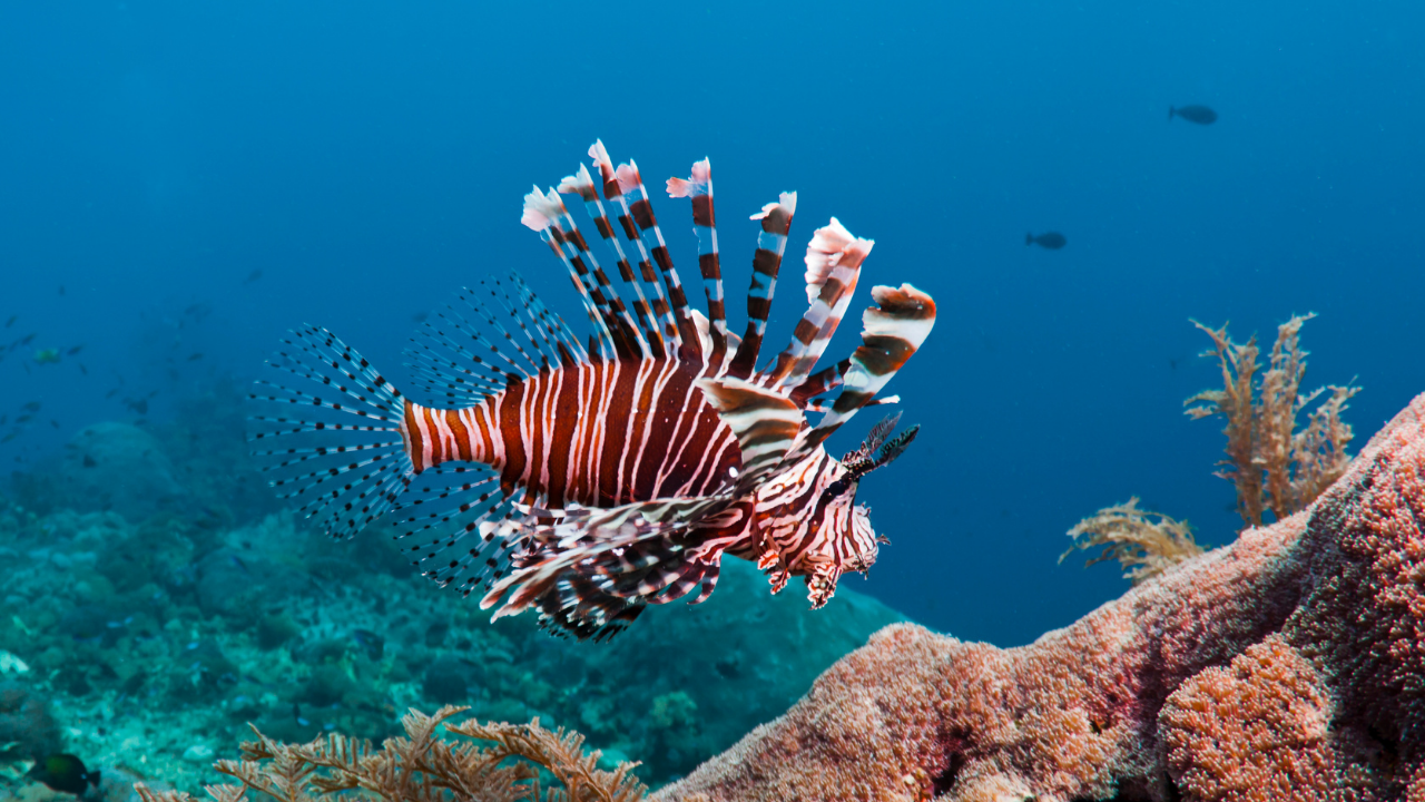 Lionfish Lionfish