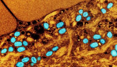 Oblong jelly-bean-like objects lie in a mass of tissue cells.