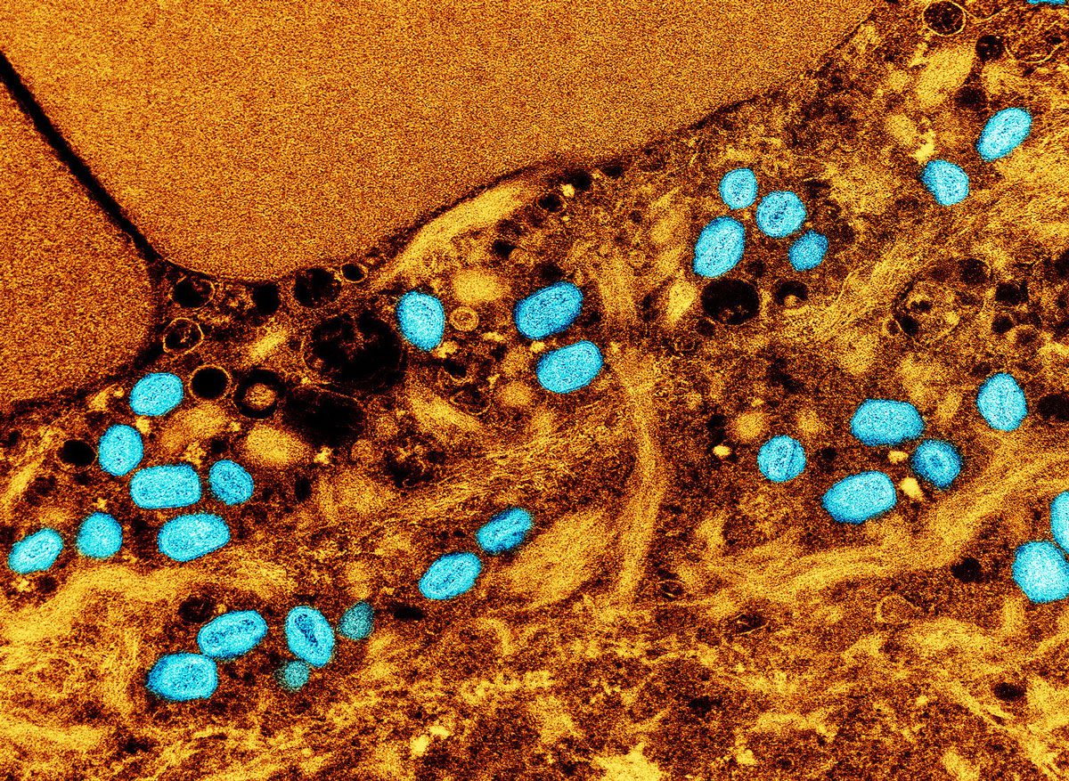 Oblong jelly-bean-like objects lie in a mass of tissue cells.