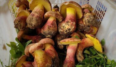Scientists Identify Mushroom That Makes You Hallucinate 'Tiny People'