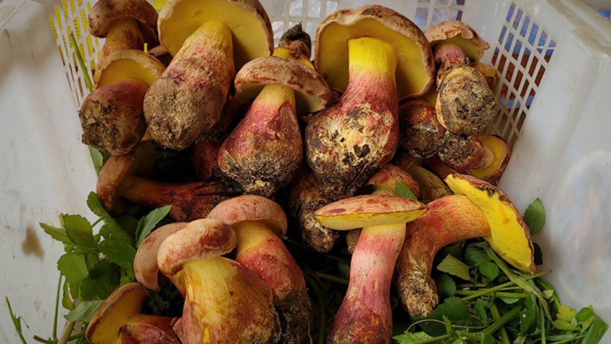 Scientists Identify Mushroom That Makes You Hallucinate 'Tiny People'
