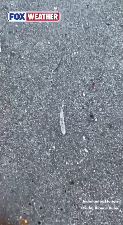 A clear "jumping stick" worm-like organism on a gray sandy surface.