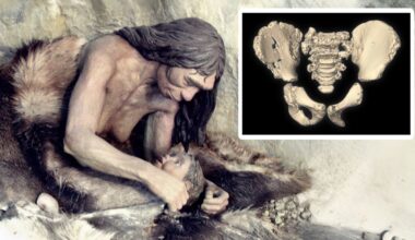 Neanderthal pelvises challenge a long-held idea about childbirth and walking