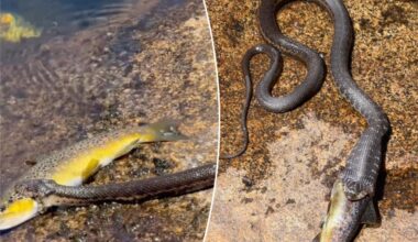 California snake caught devouring huge trout whole in Sierra Nevada encounter