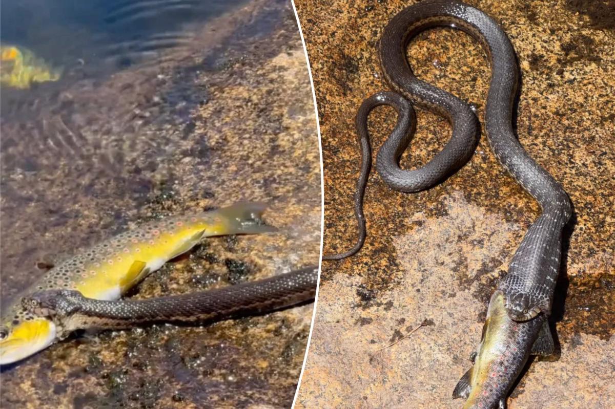 California snake caught devouring huge trout whole in Sierra Nevada encounter