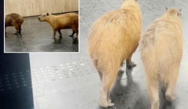 Wandering capybaras keep invading voting sessions in a Brazilian state legislature