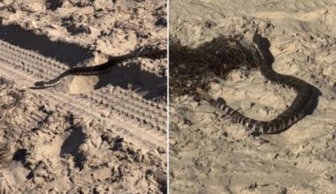 Rattlesnake spotted slithering on popular Southern California beach