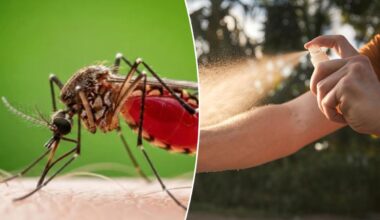 Brain-swelling disease carried by mosquitos is surging — with highest numbers so far in 22 years