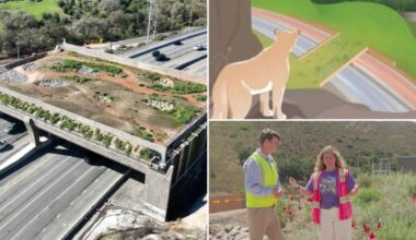 $114M Wallis Annenberg Wildlife Crossing opens but there’s a $10 catch