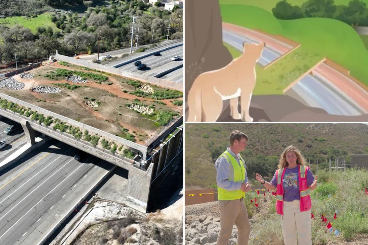 $114M Wallis Annenberg Wildlife Crossing opens but there’s a $10 catch
