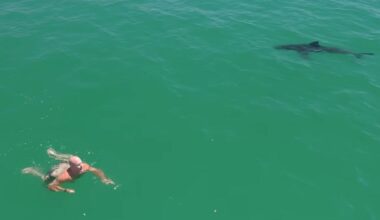 Great white sharks circle swimmer off California coast in new video