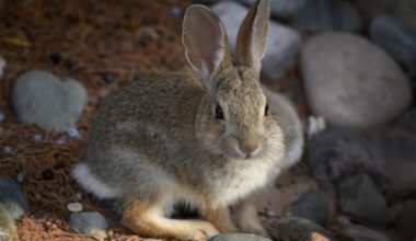 Three probable cases of rare 'rabbit fever' reported on Long Island