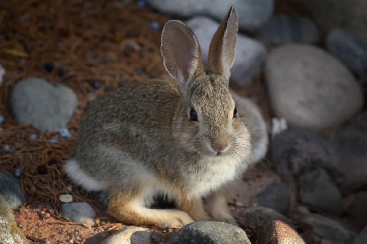 Three probable cases of rare 'rabbit fever' reported on Long Island