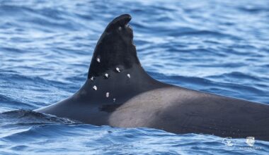 Iberian orca found with suspected shotgun wounds, Spain investigates
