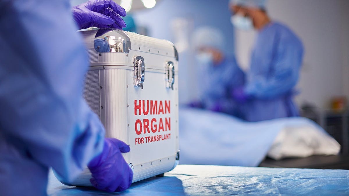 Surgeons performing organ transplant surgery in an operating room.
