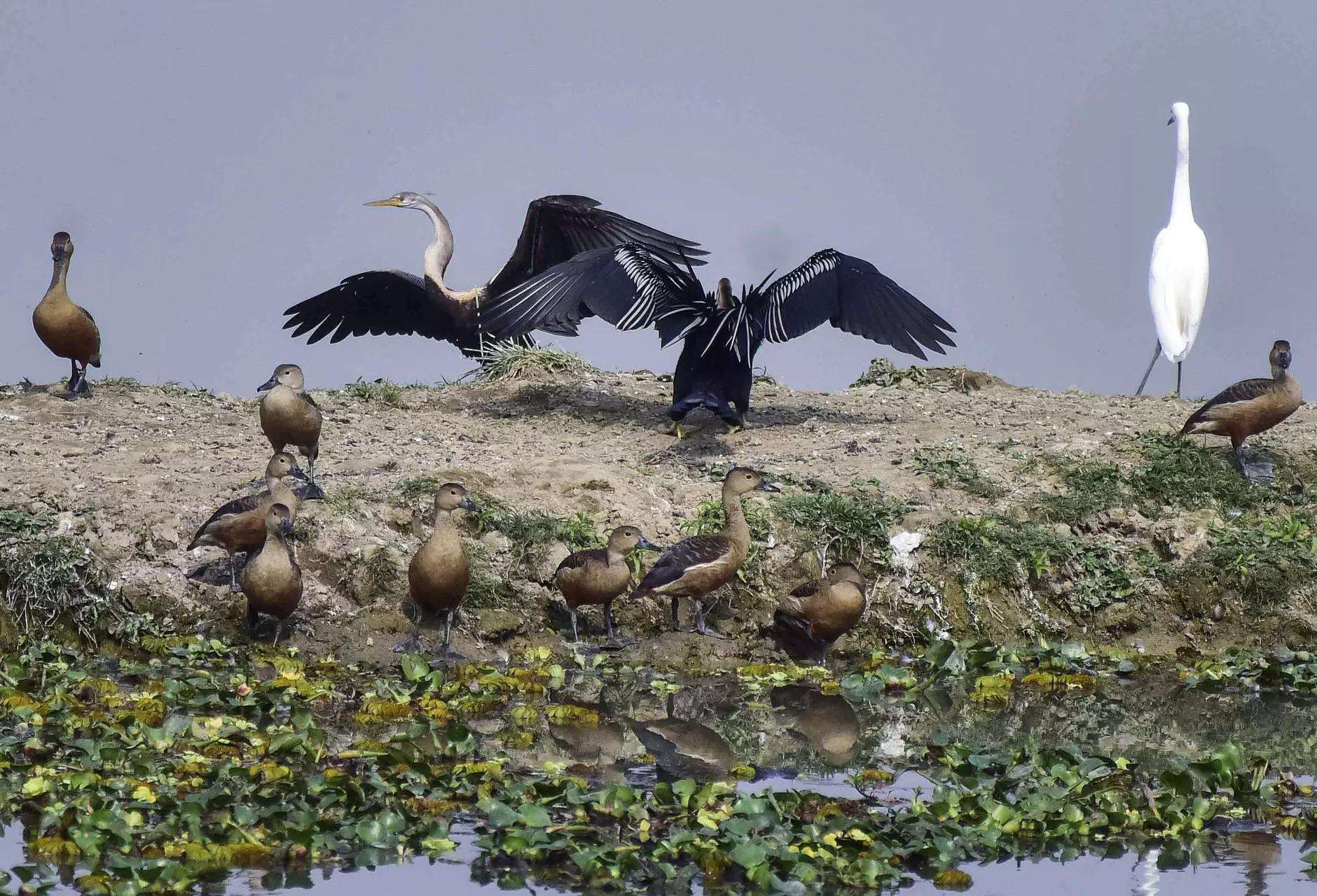Oriental darter birds seen at Kaziranga National Park, in Nagaon, on Tuesday. (ANI Photo) Oriental darter birds