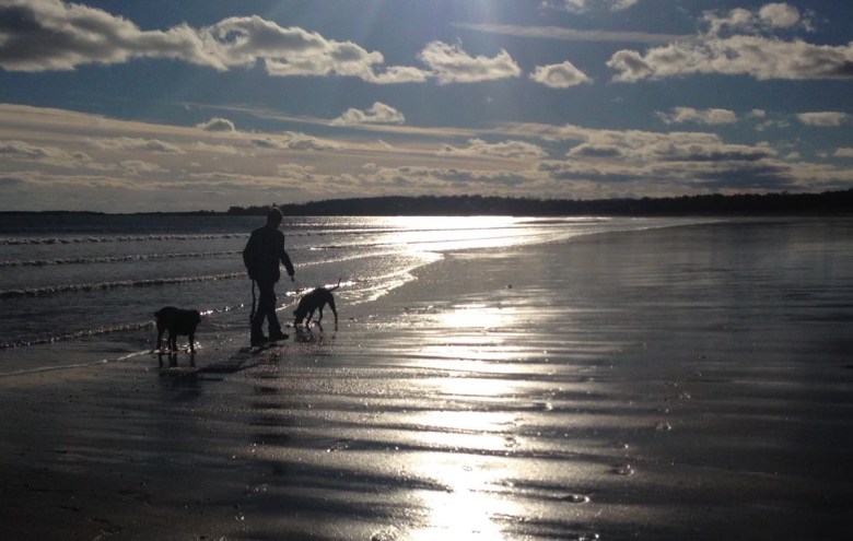 More sharks spotted at Pine Point Beach in Scarborough