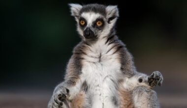 Vets Traced a Lemur's Fatal Herpes Infection Back to a Yoga Class