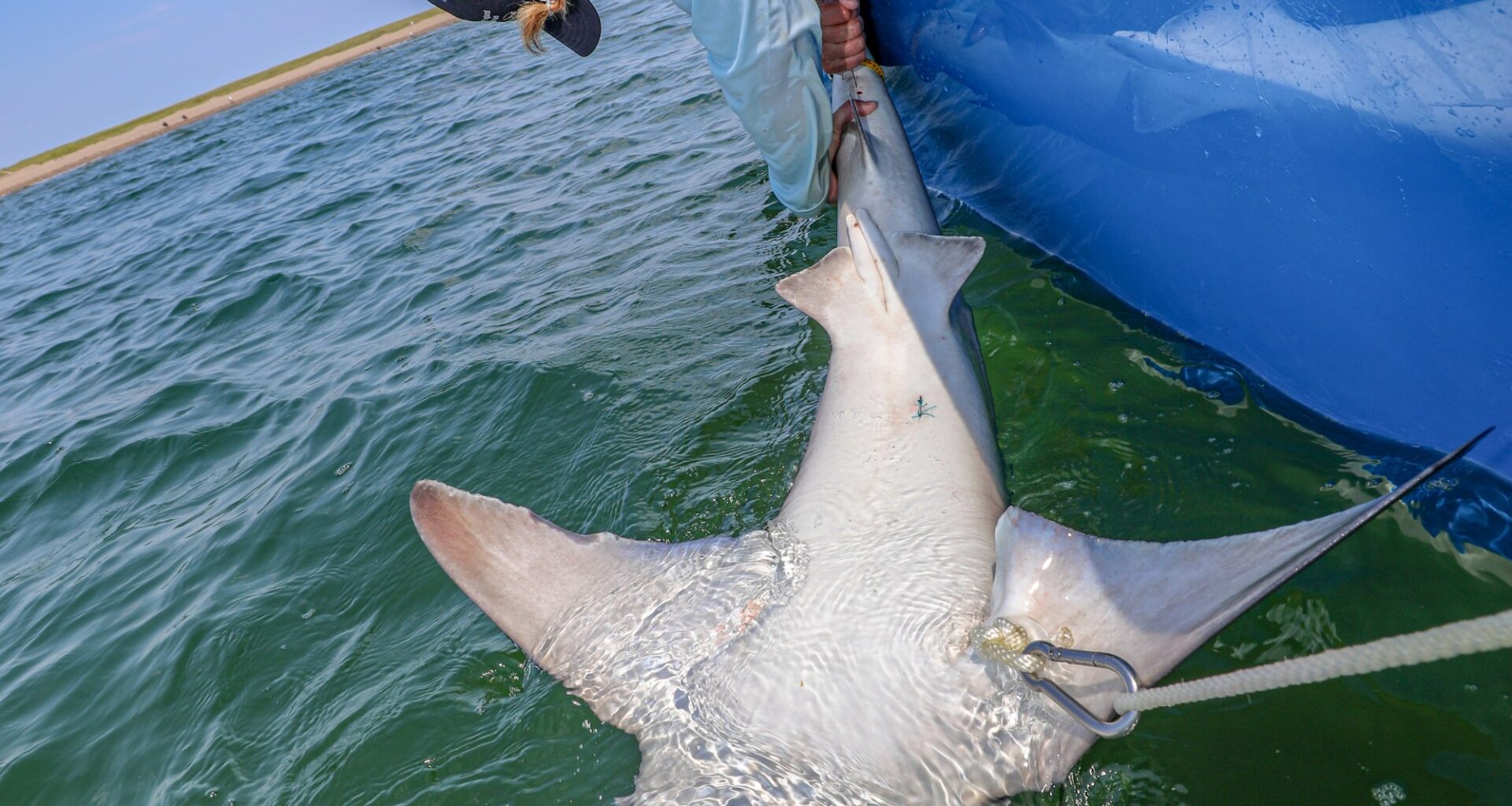 An endangered shark population is becoming visible in CT. Here's why