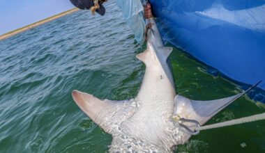 An endangered shark population is becoming visible in CT. Here's why