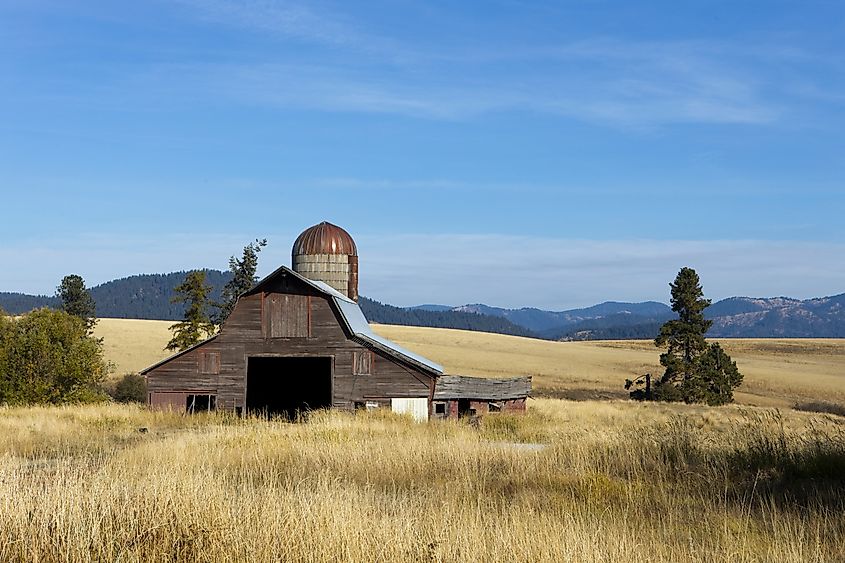 A weathered barn standing in dry autumn grass on a sunny morning near Harrison, Idaho.