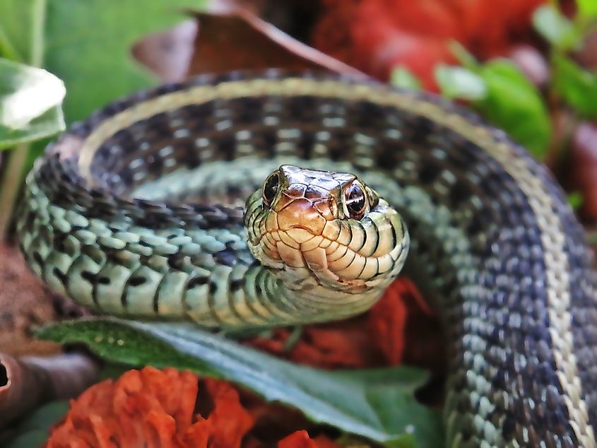 Close up of the Head of a Eastern Garter Snake. 