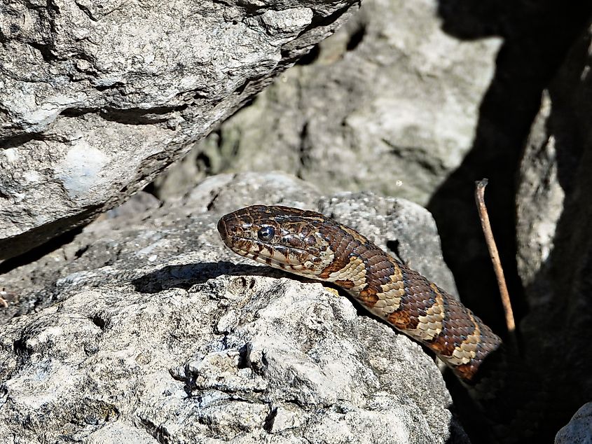 Common water snake. 