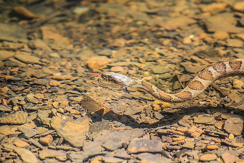 A common water snake swimming in water. 
