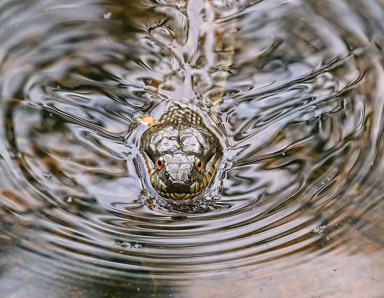 4 Most Snake-Filled Bodies Of Water In Massachusetts