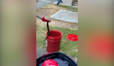 Venomous snake pulled from football player's helmet in Arkansas