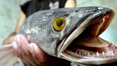 In 2002, snakehead fish appeared in a Maryland pond: The discovery sparked nationwide concern in the US