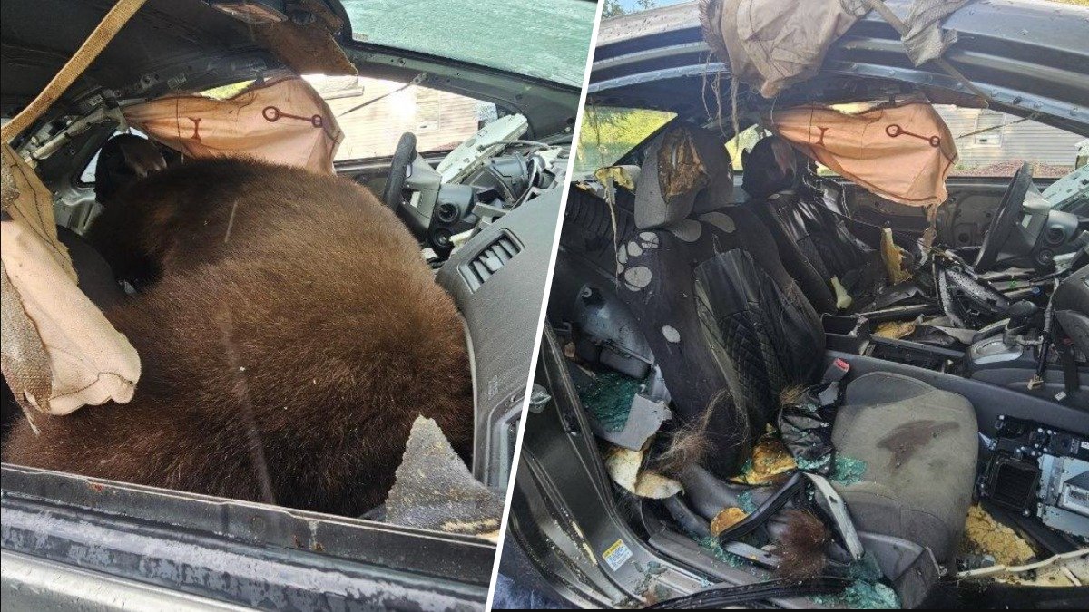 300‑pound bear breaks into car, dies after getting trapped inside – NBC Chicago