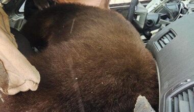 Bear dies after becoming trapped inside car in Colorado Springs