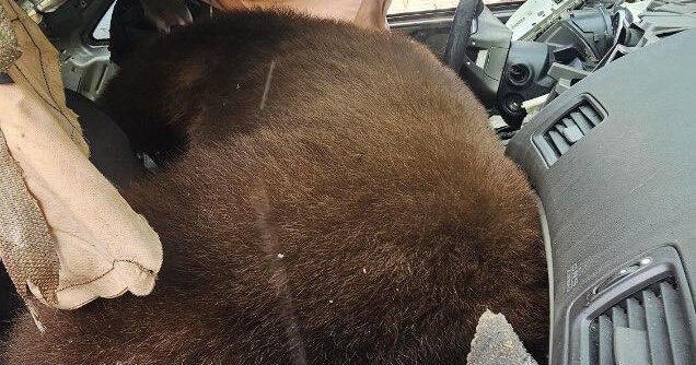 Bear dies after becoming trapped inside car in Colorado Springs