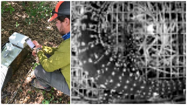 A University of Florida researcher uses an AI-powered application to tend to a tegu lizard trap (left) and a trapped invasive tegu lizard (right). (University of Florida/Courtesy)