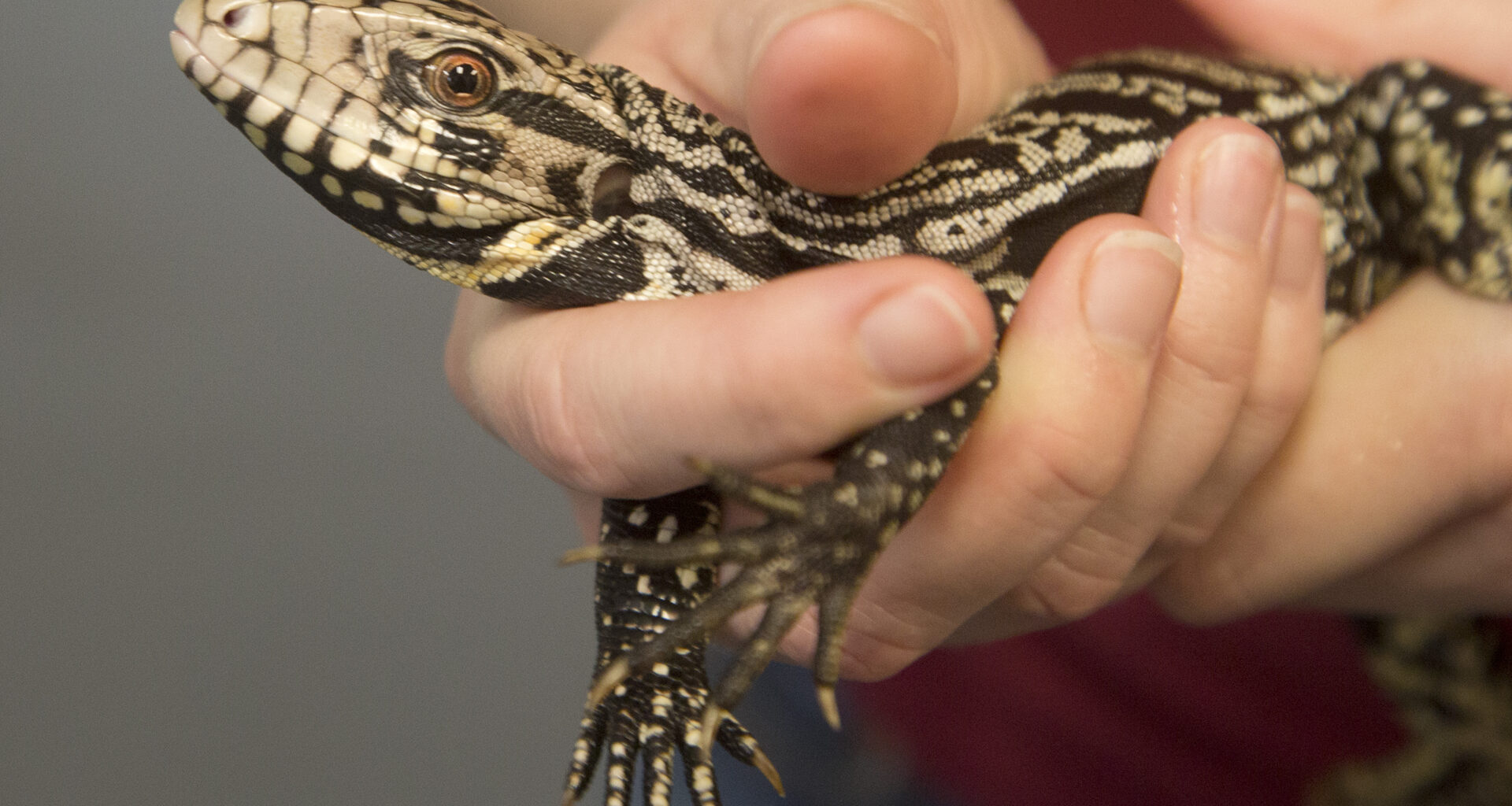 AI technology helps track, trap invasive Everglades species