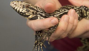 AI technology helps track, trap invasive Everglades species