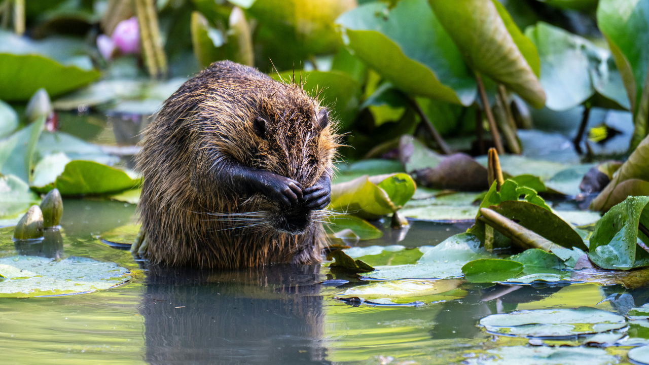 The beaver’s arrival offered a glimpse of what natural restoration could become (Image: Canva) The beaver’s arrival offered a glimpse of what natural restoration could become (Image: Canva)<br>
