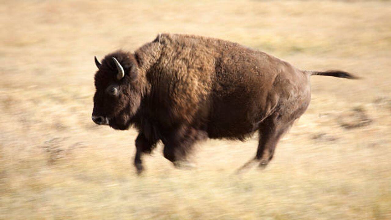 Weighing up to 1,700 pounds, their grazing promotes plant regrowth and diversification, while the trampling of their hooves helps work seeds into the soil and breaks up hard crusts, improving water infiltration during rare desert rains. Their natural behaviours have cascading benefits for grassland health<br>