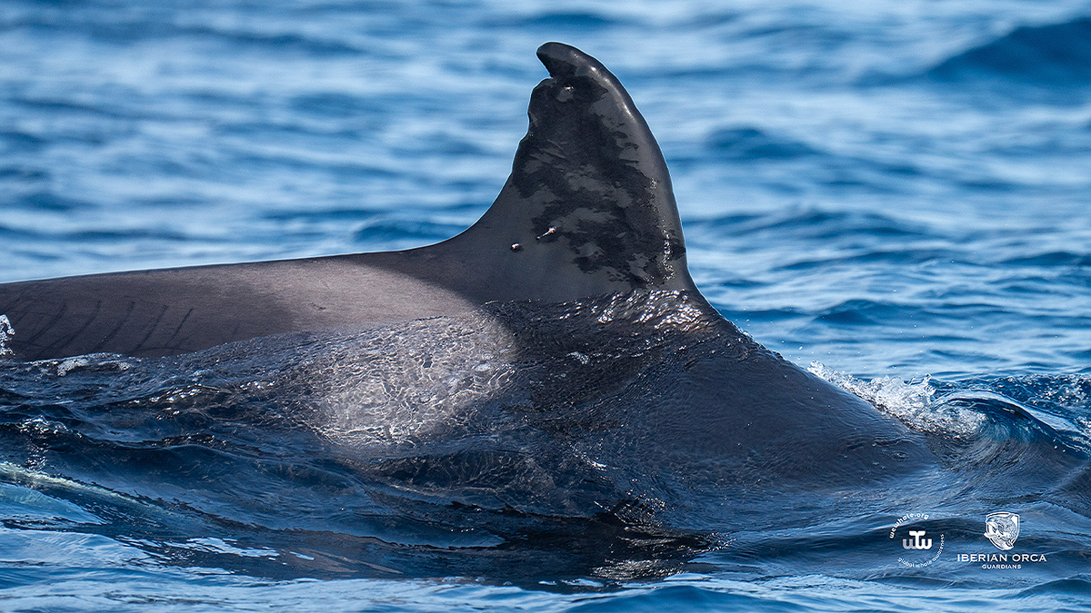 Multiple apparent pellet wounds are visible on the left side of Toñi’s dorsal fin as she swims at sea