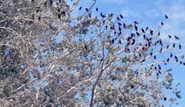 Protected cormorants foul Spring Lake marina, neighbors left with few options