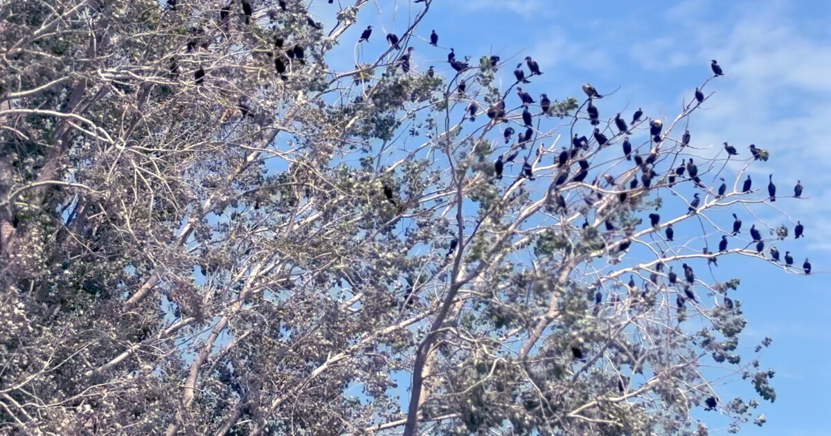 Protected cormorants foul Spring Lake marina, neighbors left with few options