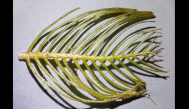 Montana's Missouri River under threat from invasive species, experts say