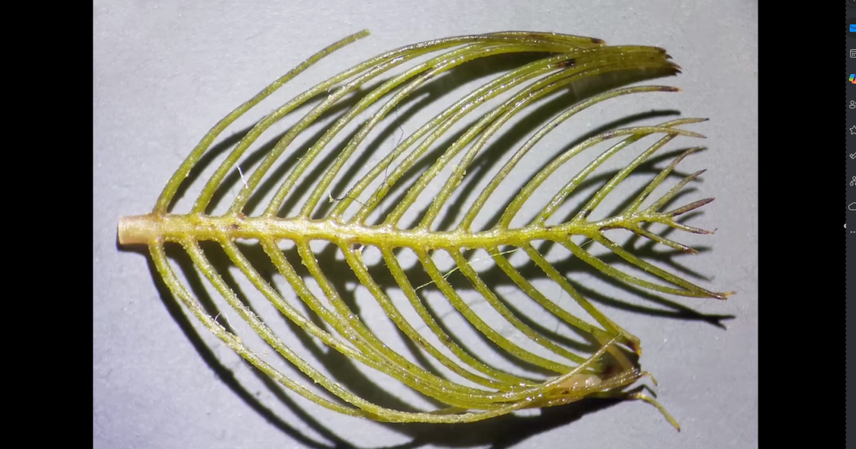 Montana's Missouri River under threat from invasive species, experts say