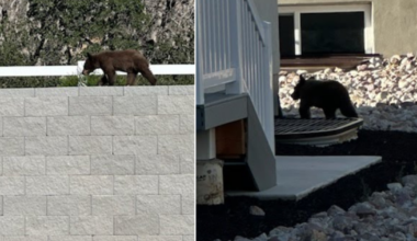 Why was bear cub put down after multiple sightings in Mapleton neighborhood?