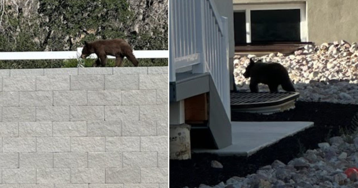 Why was bear cub put down after multiple sightings in Mapleton neighborhood?