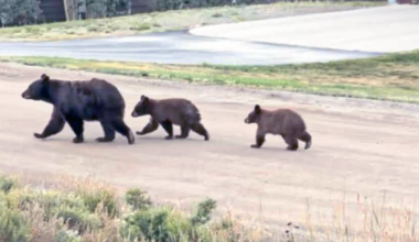 Bear bites homeless man in Aspen as Colorado sees record bear activity