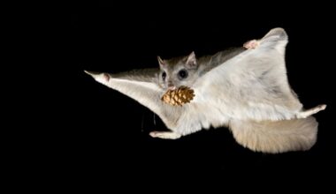 Something Wild: Flying squirrels are closer than you think