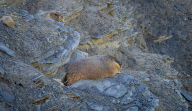 Exclusive: Meet the inaugural winner of Fat Marmot Week : NPR